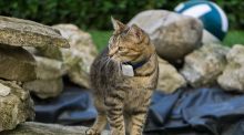 Où acheter un collier GPS ? Notre guide !