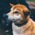 Tout savoir sur le collier GPS pour chien