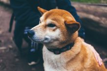L’intérêt d’acheter un collier gps pour chien