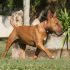 L’intérêt d’acheter un collier gps pour chien