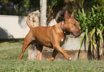 Tout savoir sur le collier GPS pour chien